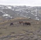 صدور حکم قضایی بر جمع آوری اسب های رها شده از رشته کوه آلاداغ