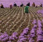 🌱 زعفران: طلای ارغوانی نجات‌بخش مزارع تشنه خراسان شمالی